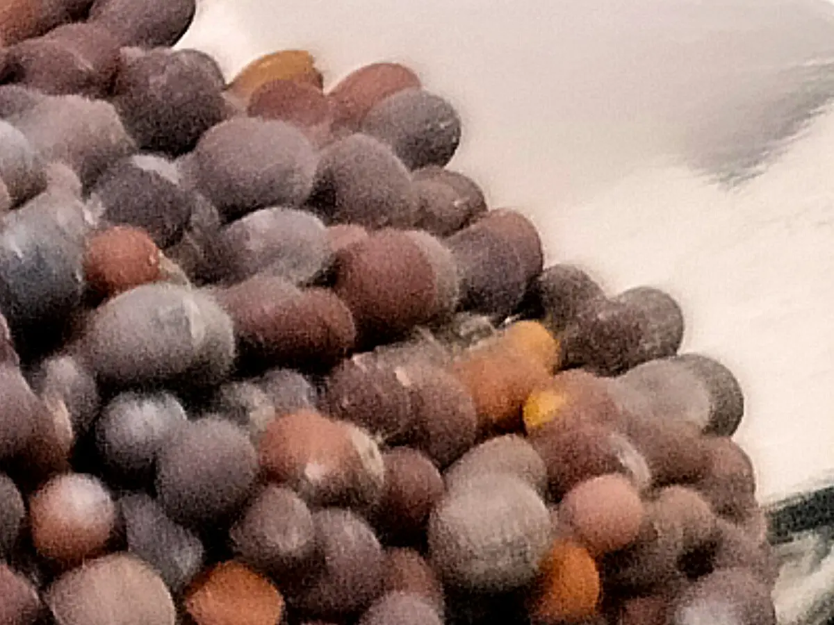 Mustard seed (Sarson / Rai)